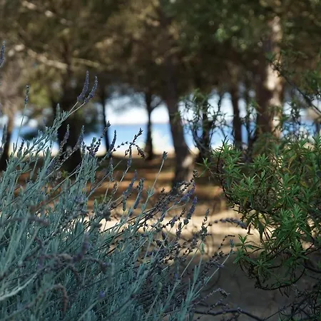 Joli Mas Au Bord De L'etang De Thau * Marseillan (Herault)